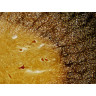 Набор микропрепаратов BRESSER «Гистология», 30 шт., в кейсе 74558